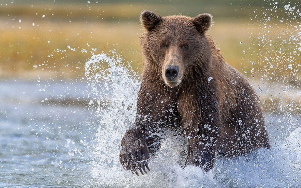 Wallpapers Brown Bears Bears Katmai National Park Spray Animals