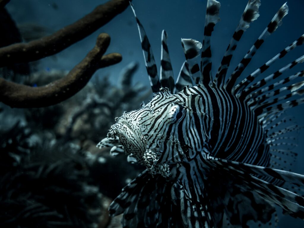Zebra Fish Pictures