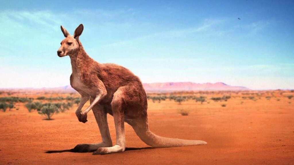 Kangaroo Animal Facts 2K Wallpapers Download