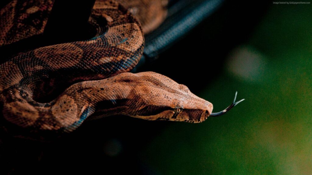 Snake wallpapers animals