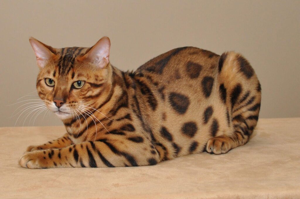 Beautiful Bengal cat poses wallpapers and Wallpaper