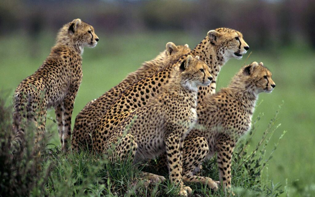 The Cheetah Orphans Download Wallpapers Nature PX