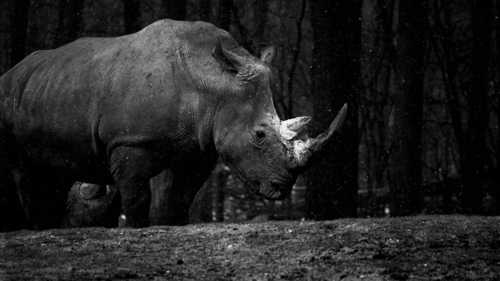 Rhino At The Royal Burgers Zoo UHD K Wallpapers