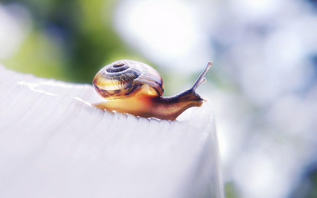 Grape snail wallpapers and Wallpaper