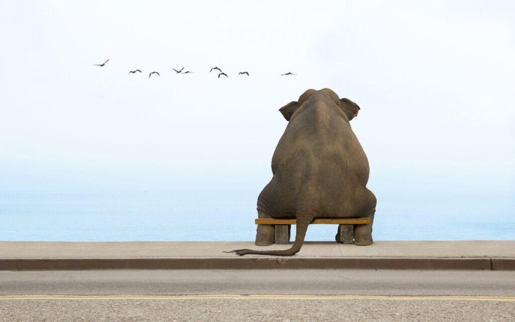 Sitting Elephant Wallpapers