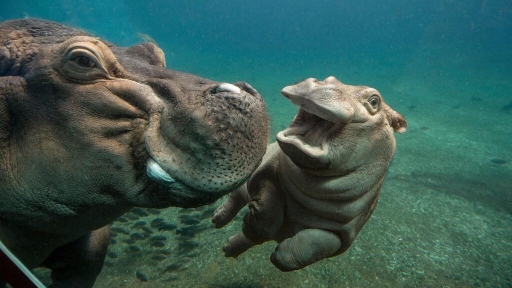 Hippo Baby With Mom