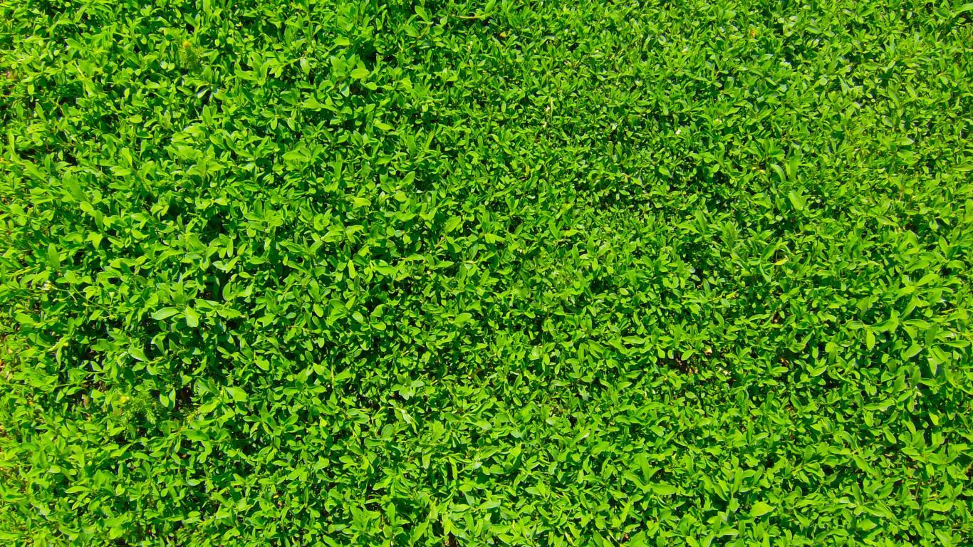 Green grass Wallpapers