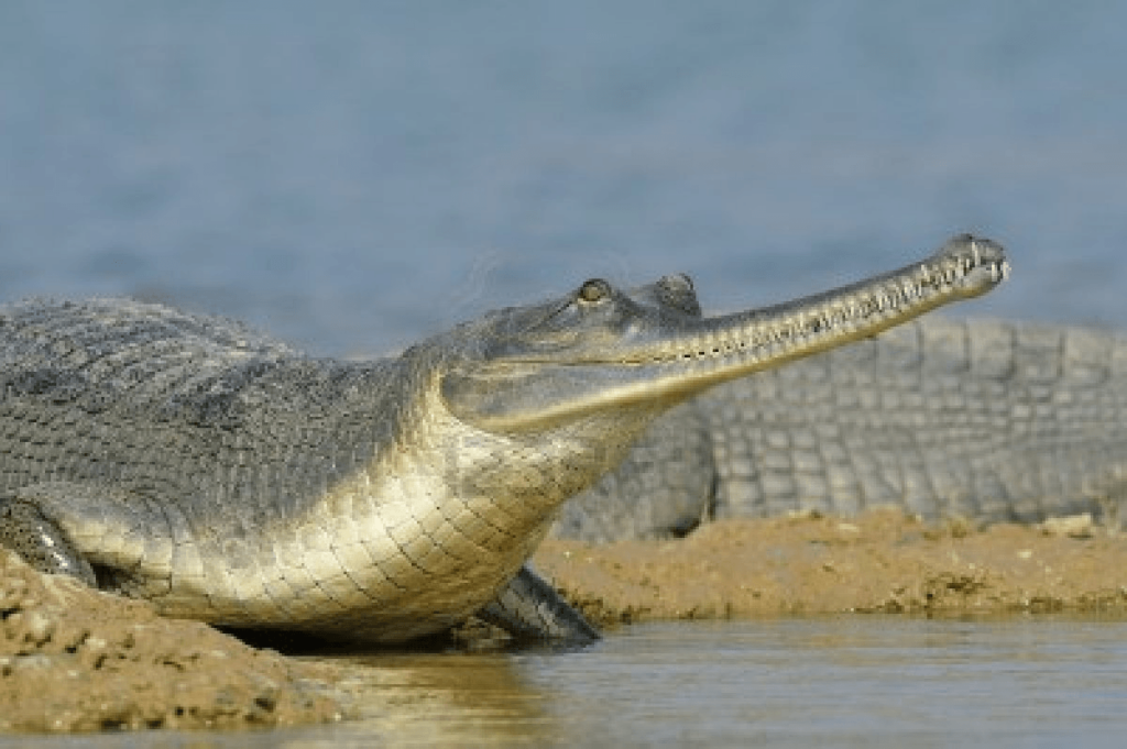 Gharial Pictures