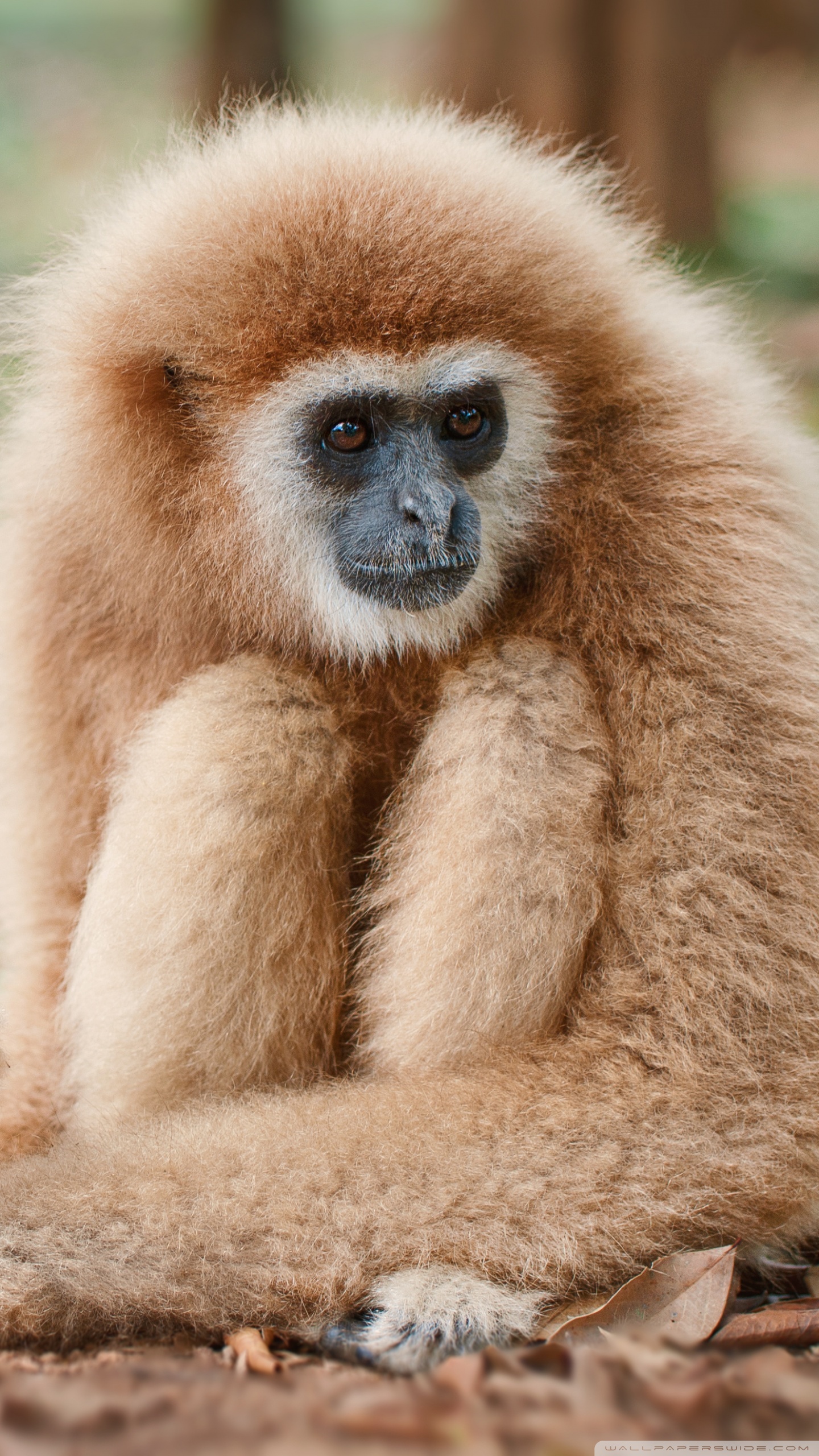 Lar Gibbon Primate Ultra 2K Desk 4K Backgrounds Wallpapers for