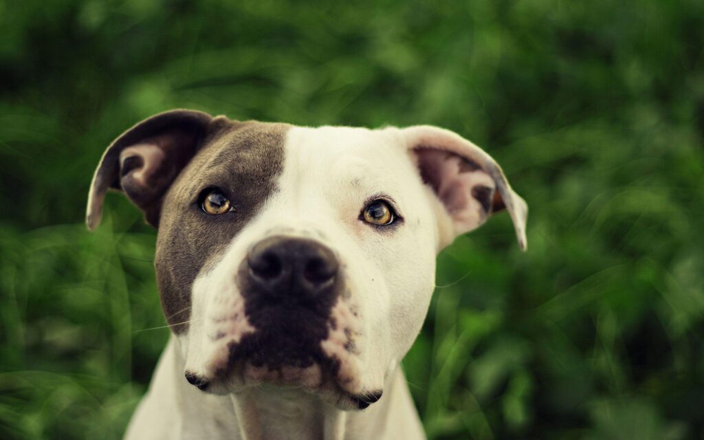 Pit Bull Dog 2K Wallpapers