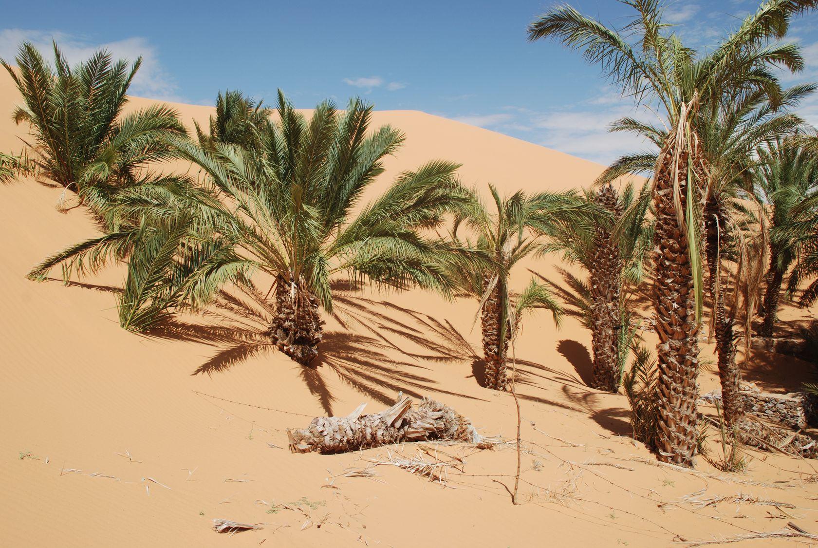 Trees nearly swallowed up by sand dunes in Chinguetti, Mauritania
