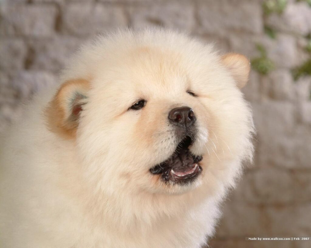 Chow Chow Wallpapers K