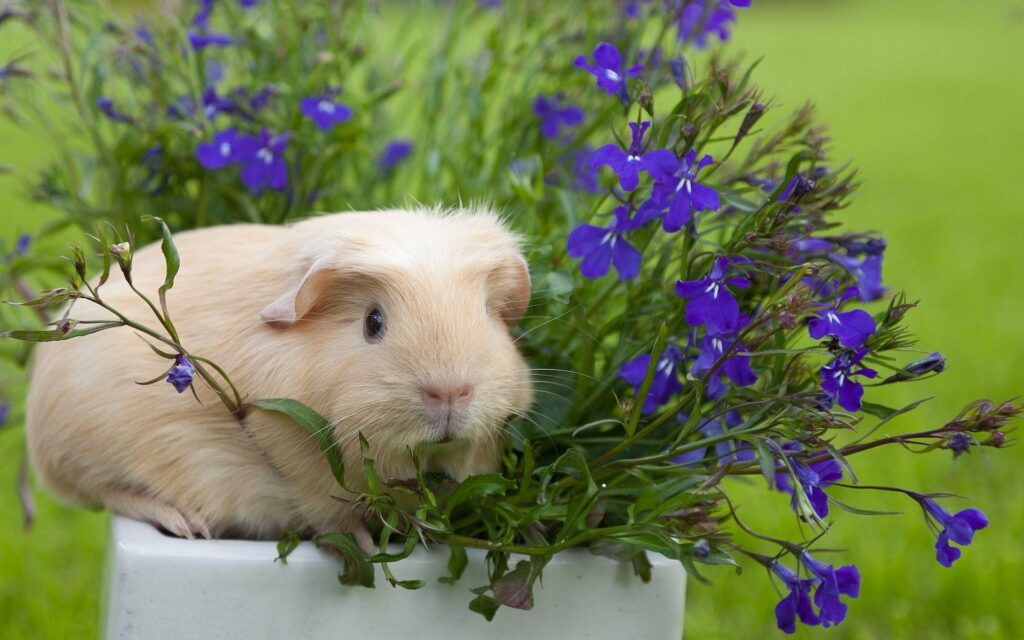 K Guinea Pig Wallpapers High Quality