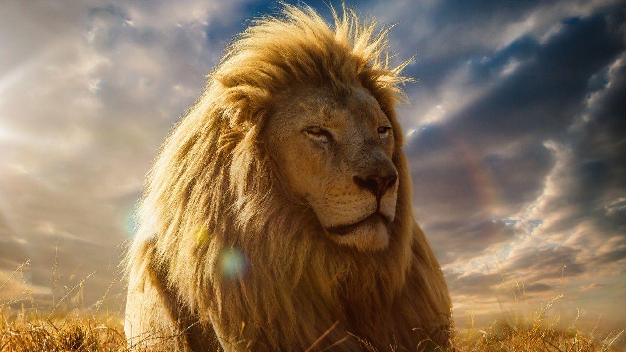 Wallpapers Lion King, K, Movies,