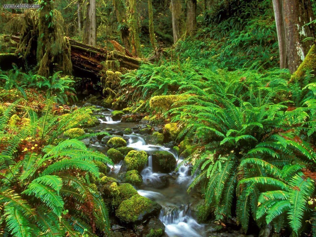 Nature Rainforest Stream Olympic National Park Washington