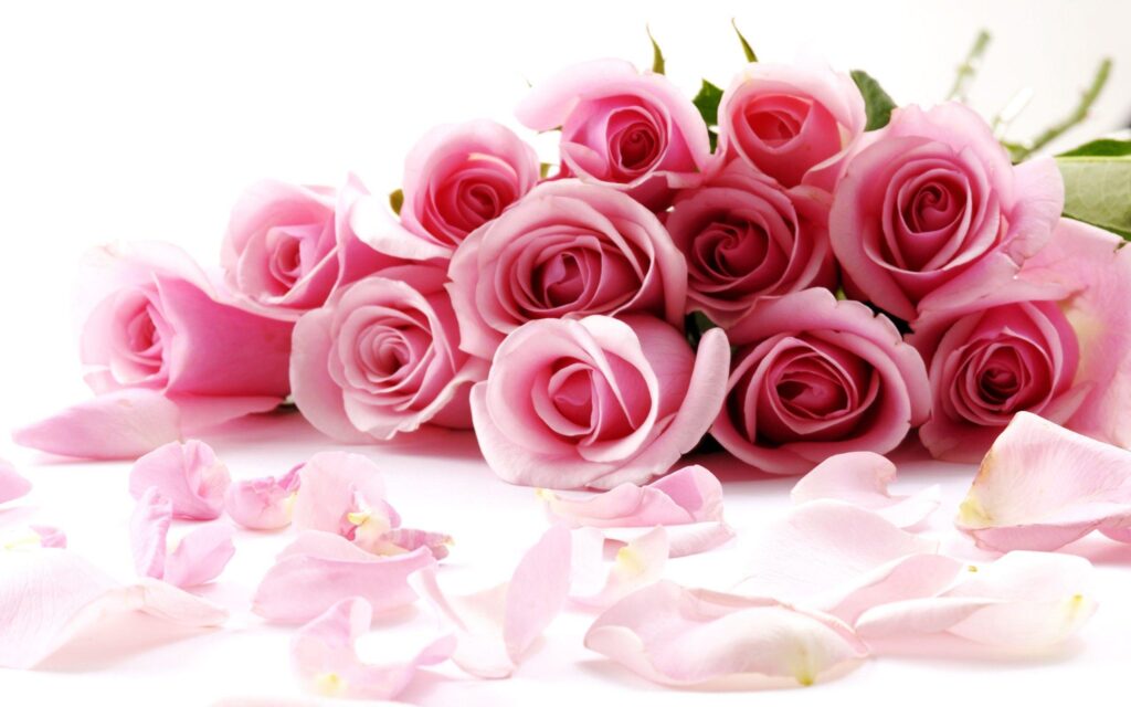 Rose Flower Wallpapers