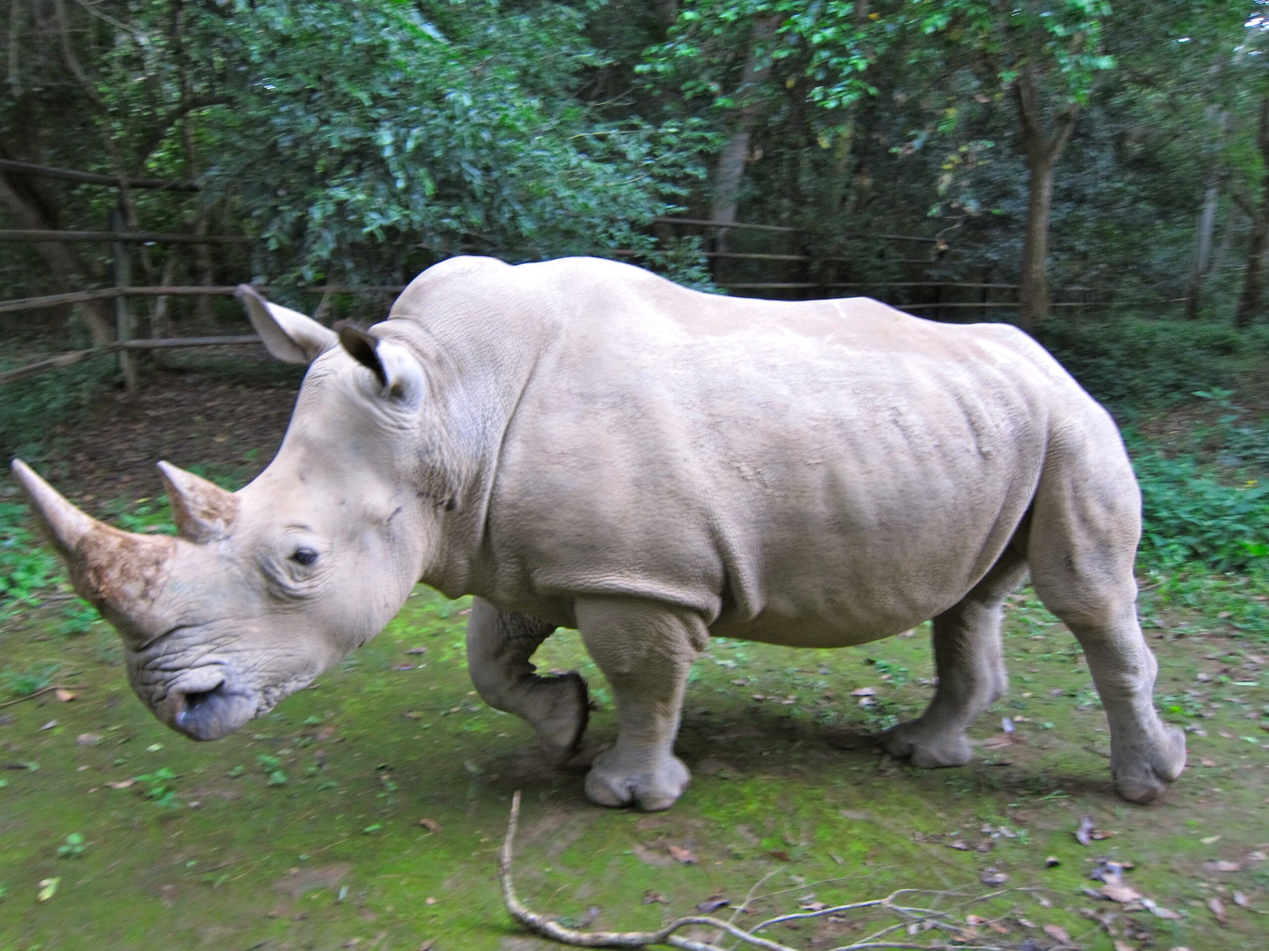 The Northern White Rhino