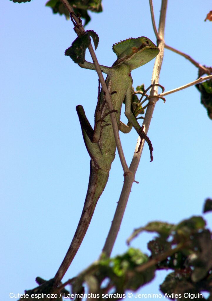 Casquehead Iguanas