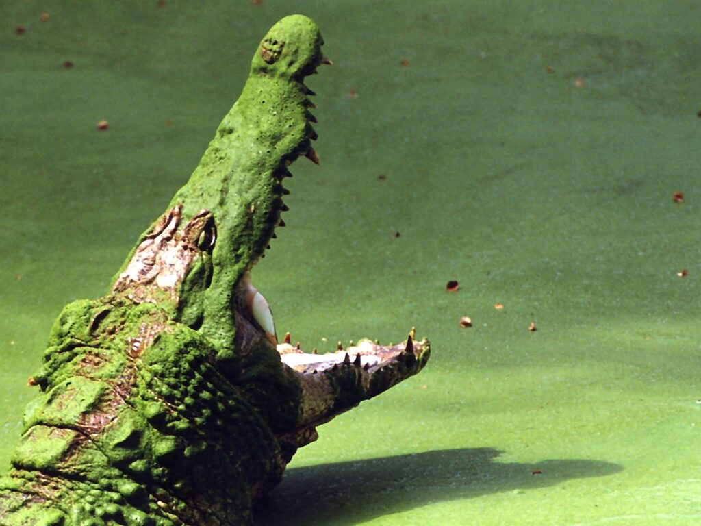 Crocodile Wallpapers, 4K Quality Cool Crocodile Pics