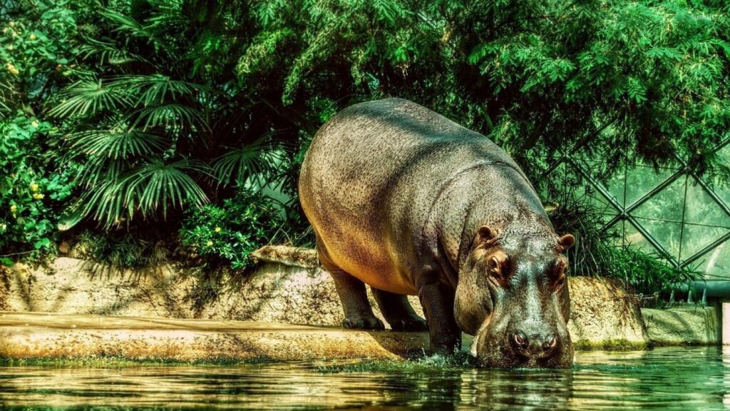 Download Hippo Wallpapers