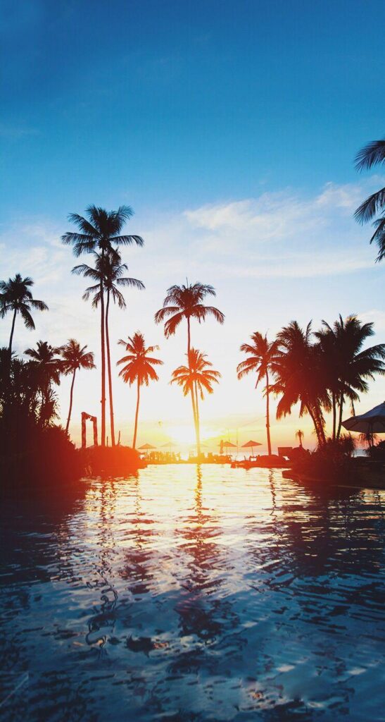 Beautiful sunset palm trees iphone wallpapers