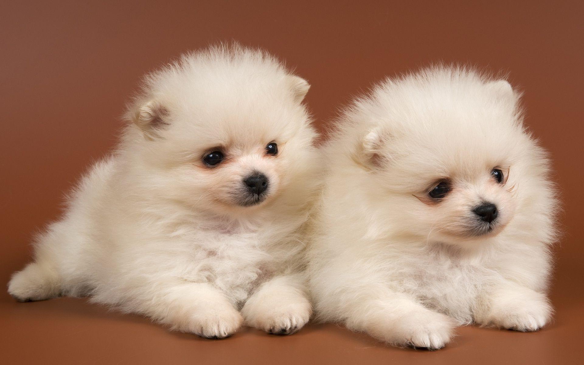 Fluffy puppies Chow Chow snow white Android wallpapers for free