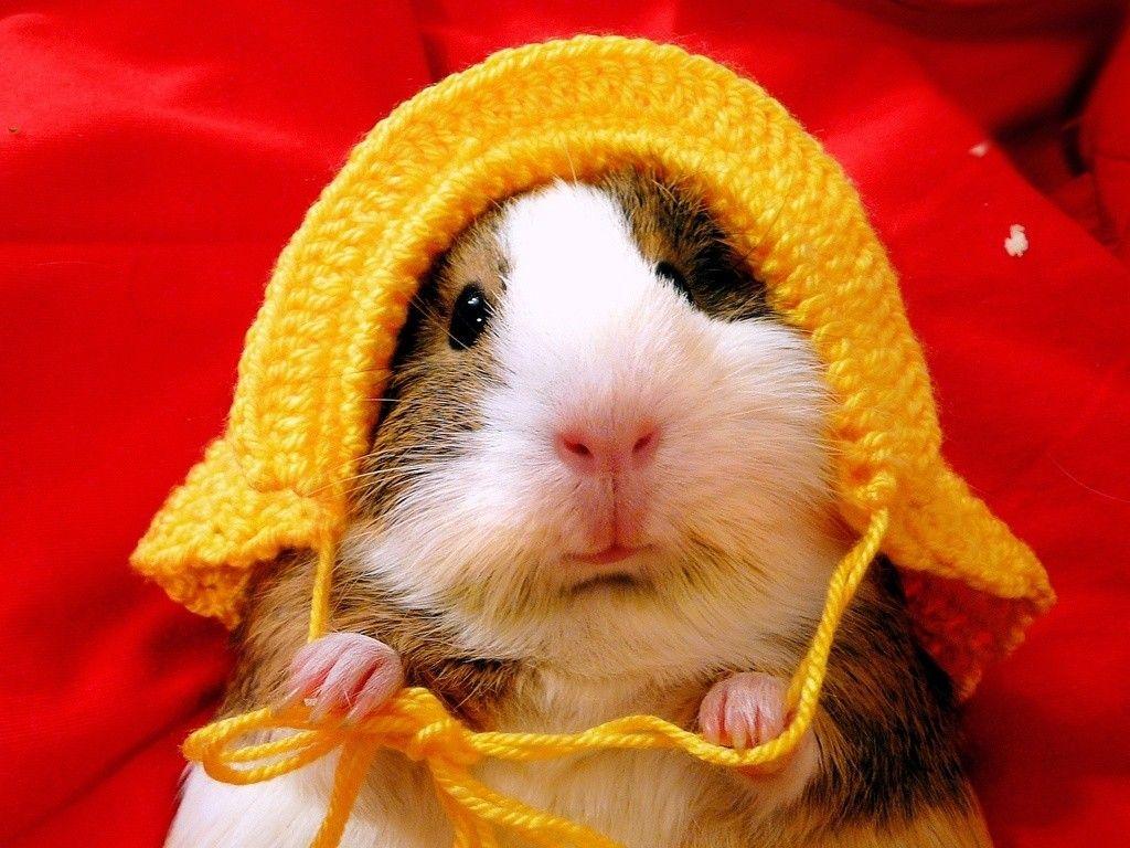 › Guinea Pig Wallpapers
