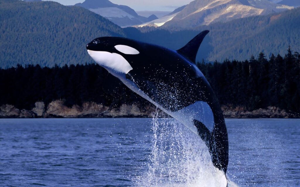 HD Killer Whale