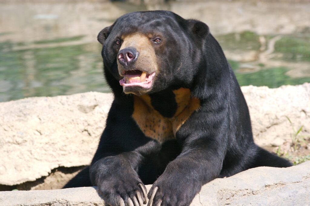 Sun Bear 2K Wallpapers