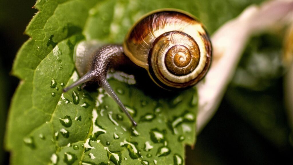 Snail Wallpapers
