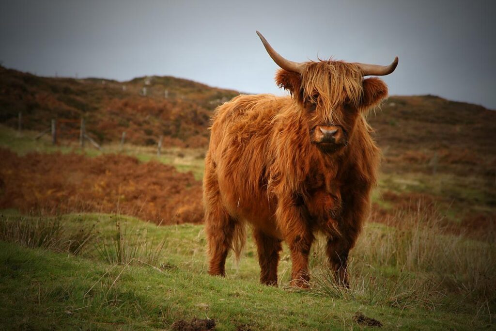 Best Highland Cow Wallpapers on HipWallpapers