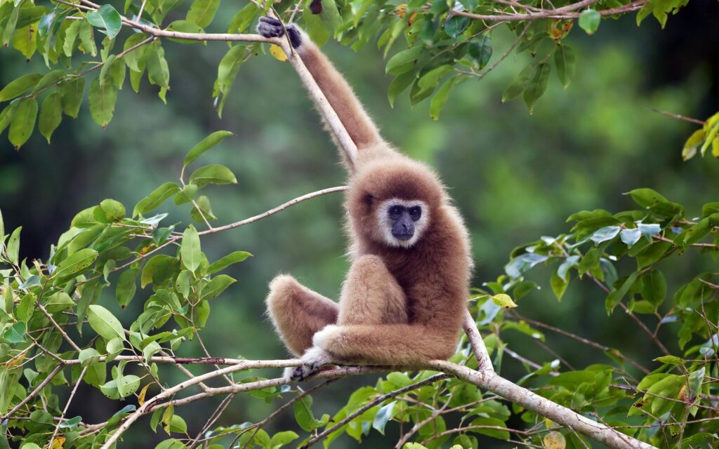 Best Gibbon Wallpapers on HipWallpapers