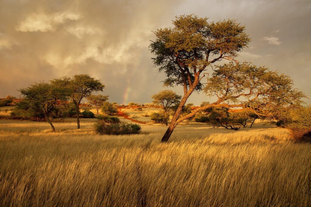 Namibia africa savannah grass tree 2K wallpapers