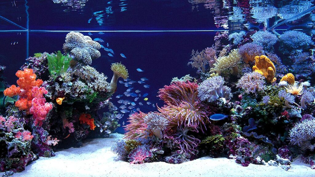 Fish Jumping Out Of Aquarium 2K desk 4K wallpapers Widescreen