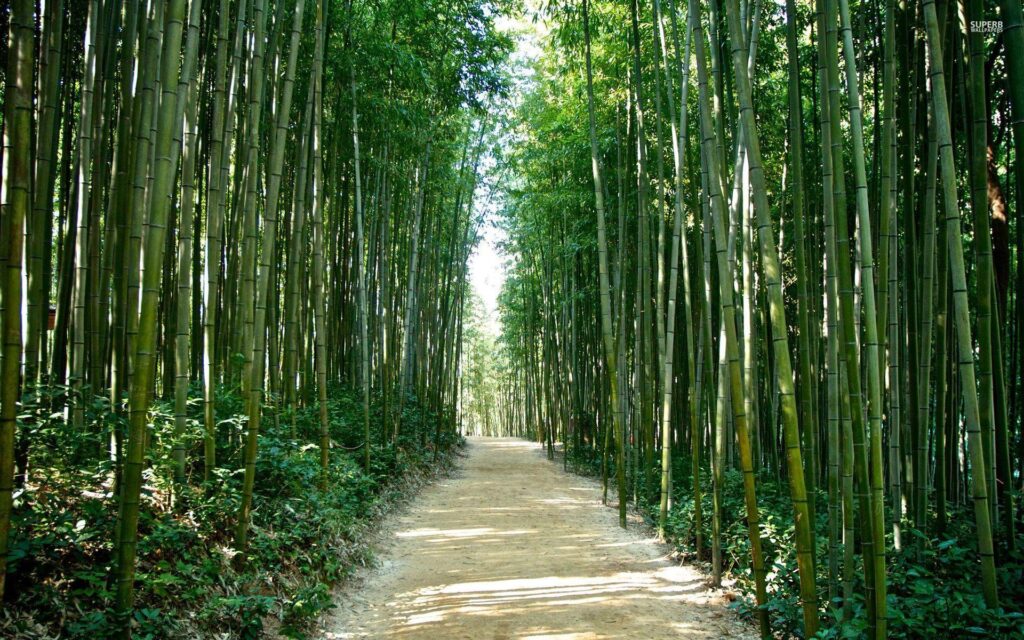 Japan Bamboo forest Wallpapers Elegant Sagano Bamboo forest Japan