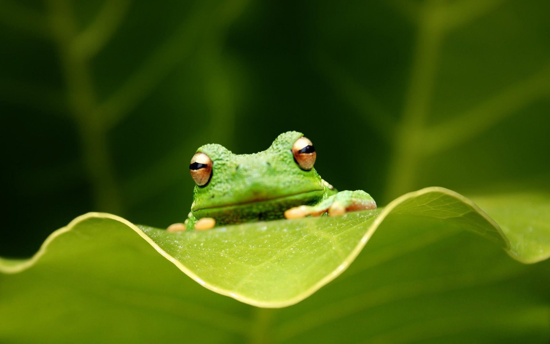 Frogs Wallpapers