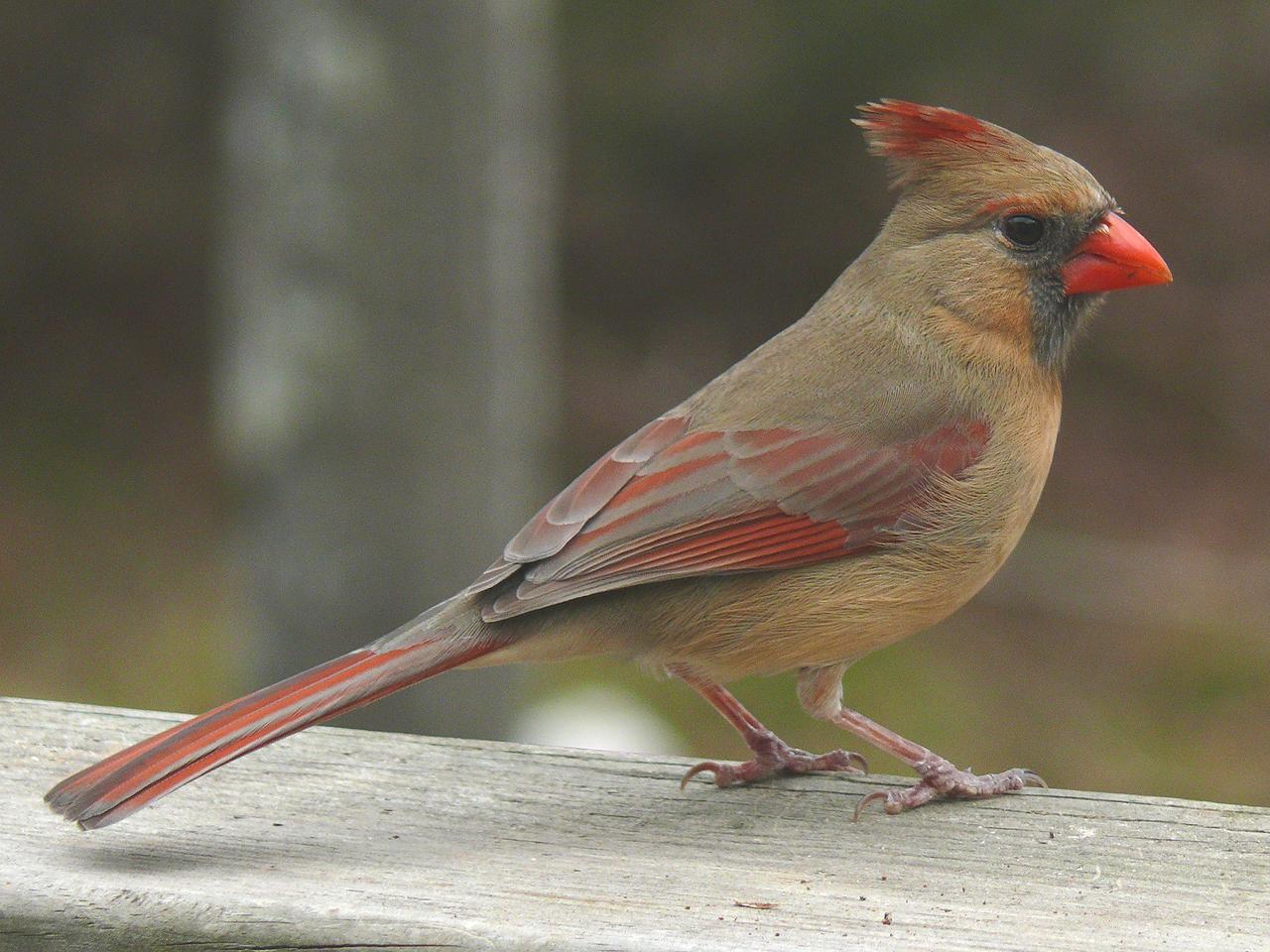 Birding Buddies Northern Cardinal