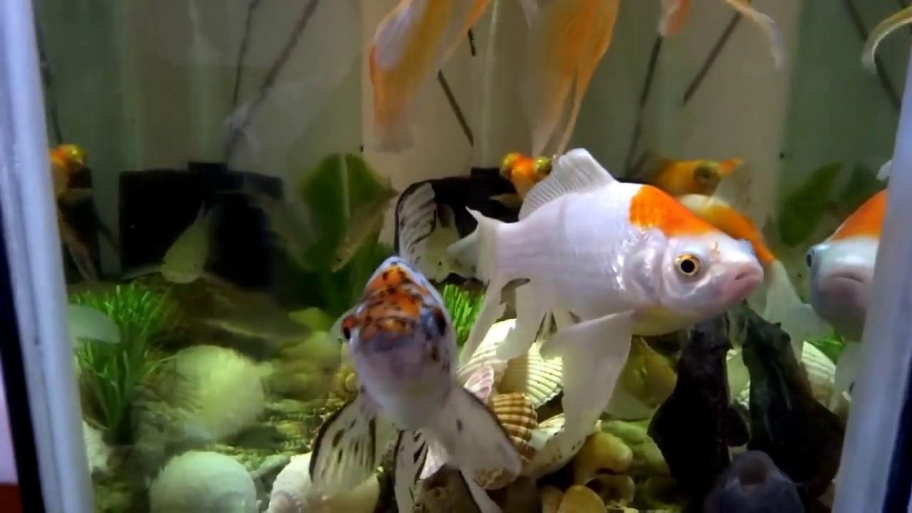 Goldfish fish tank wallpapers 2K for d full