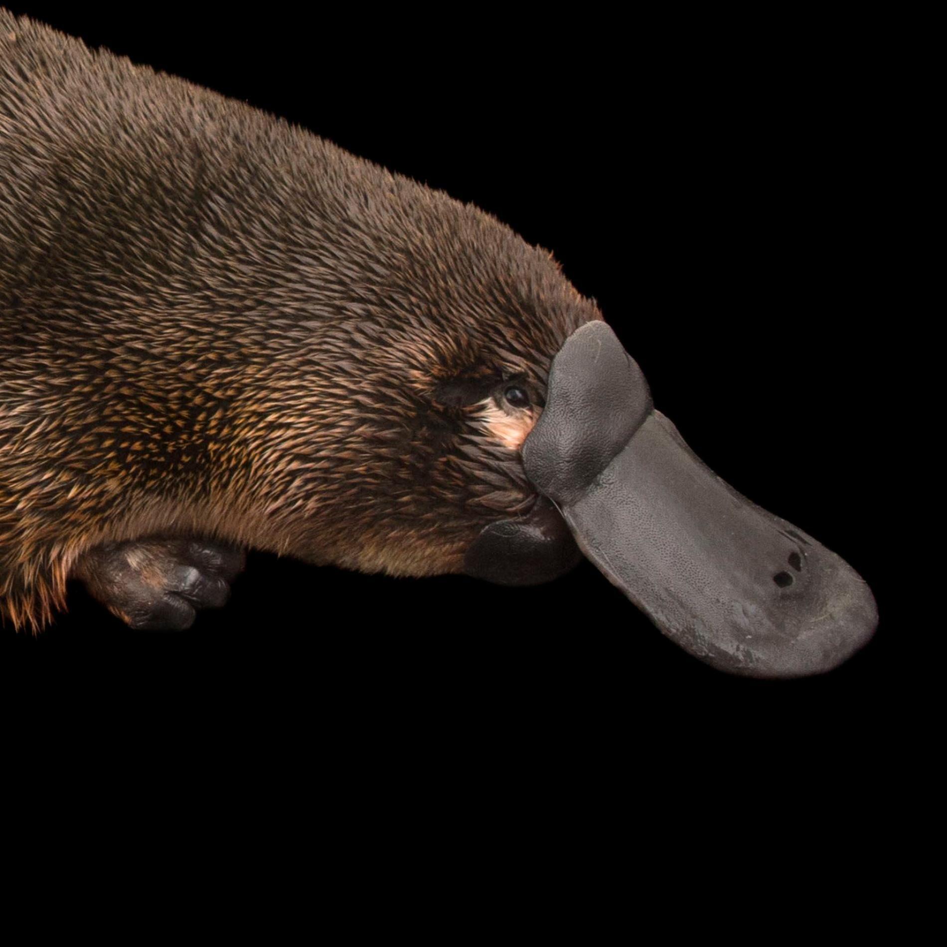 Most viewed Platypus wallpapers