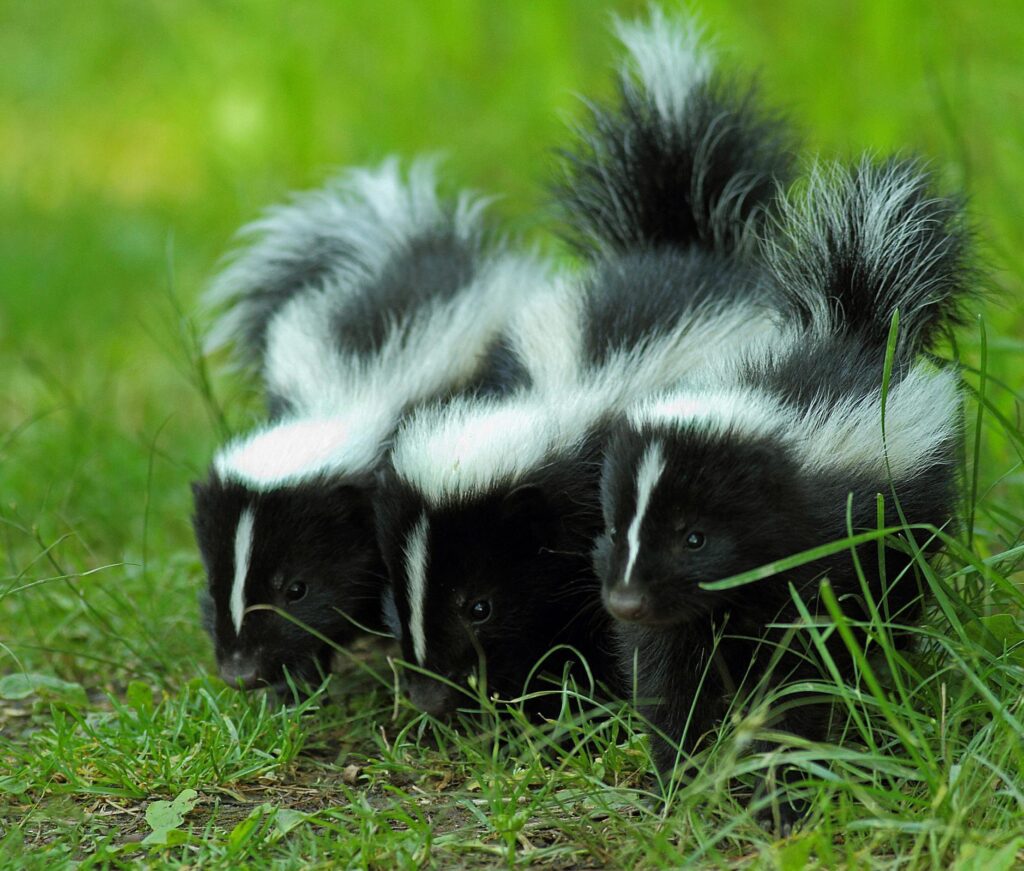 Skunk Wallpapers