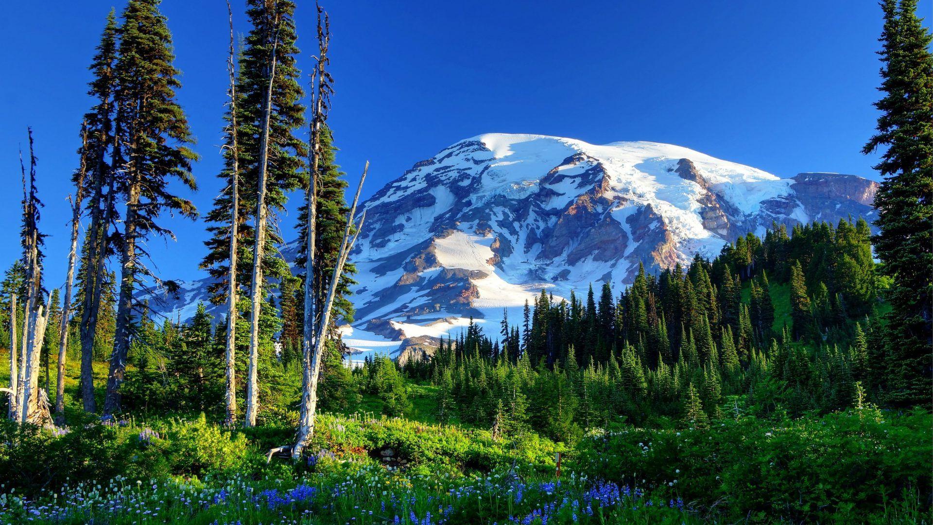 Rainier Tag wallpapers State Mountains Landscapes Mount Forests