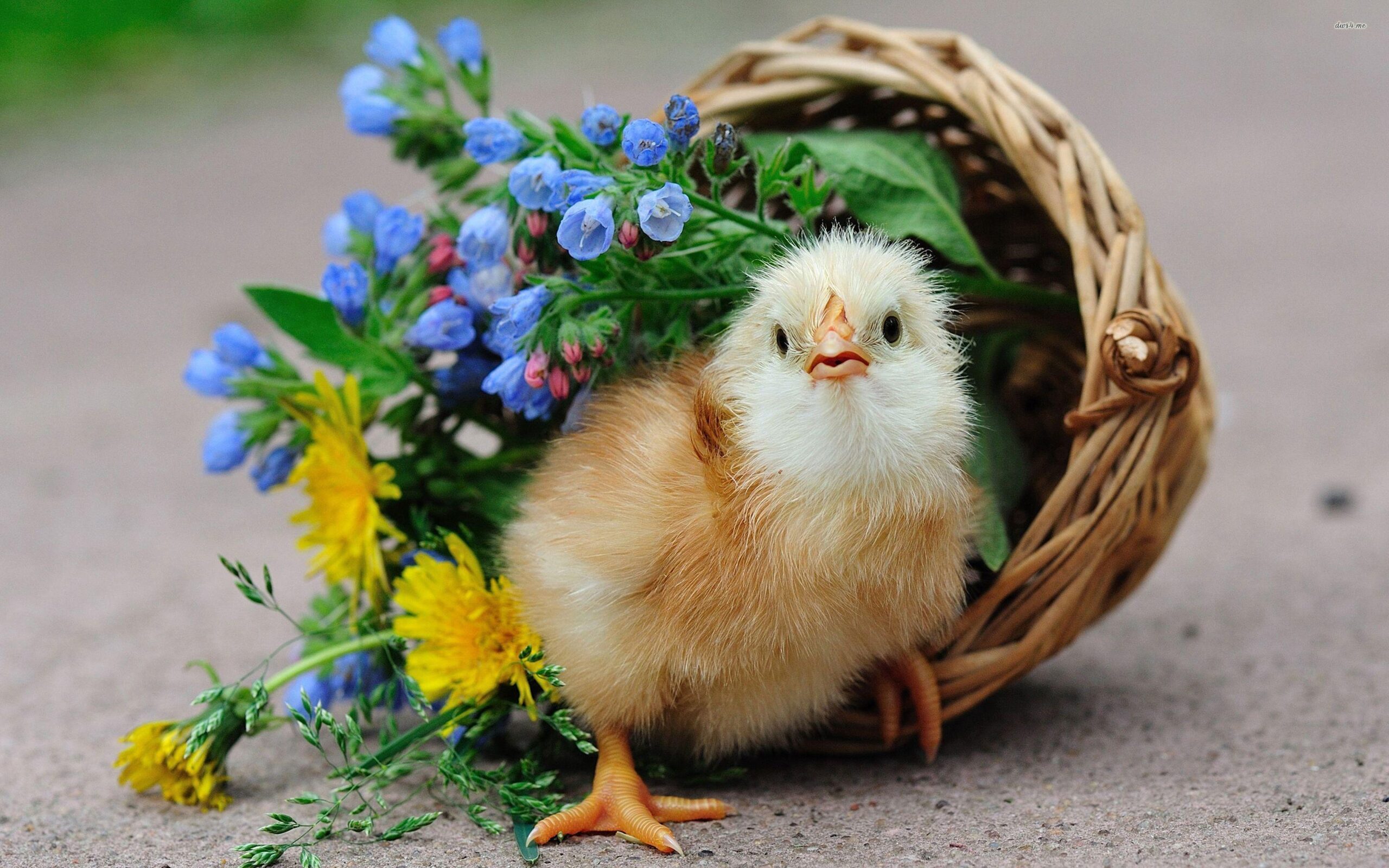 Chick in a floral basket wallpapers