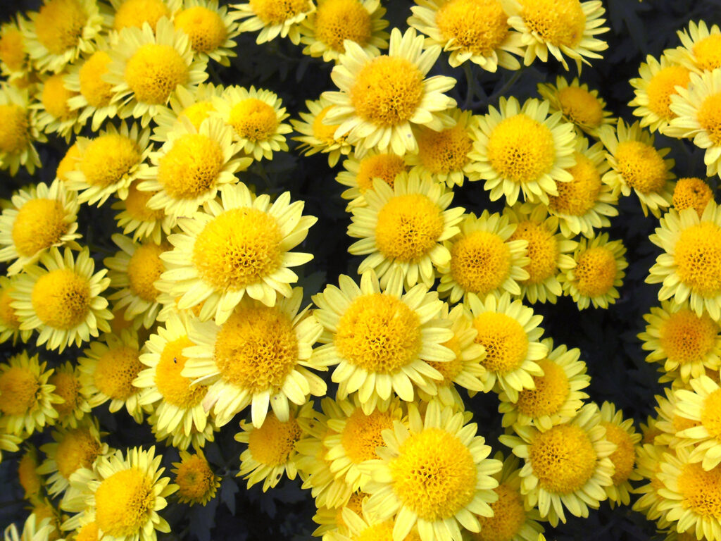 Wallpapers Yellow Mums Flowers Closeup