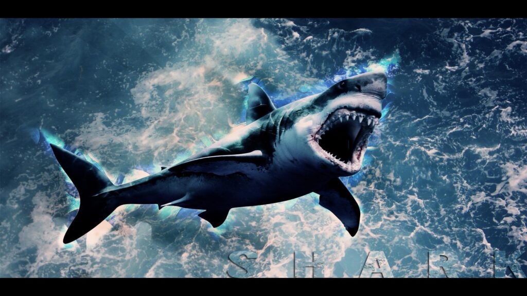 Shark Wallpapers 2K by Tooyp