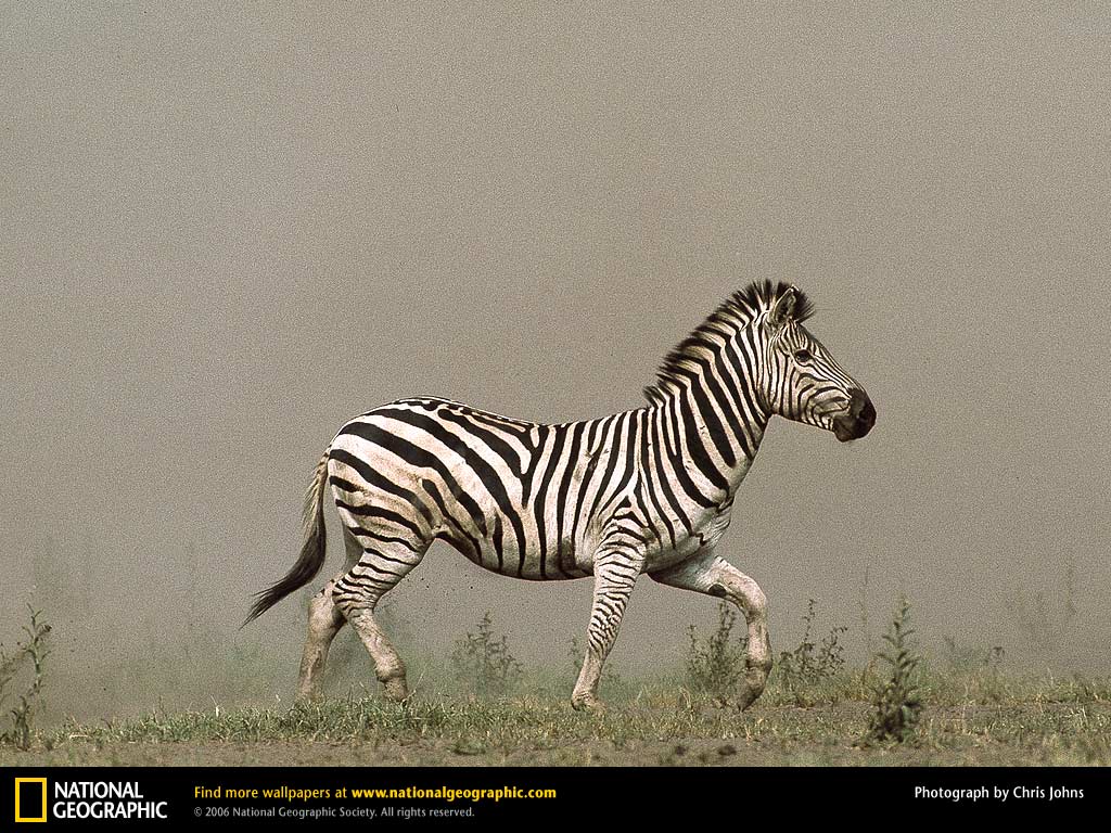 Zebra Picture, Zebra Desk 4K Wallpaper, Free Wallpapers, Download