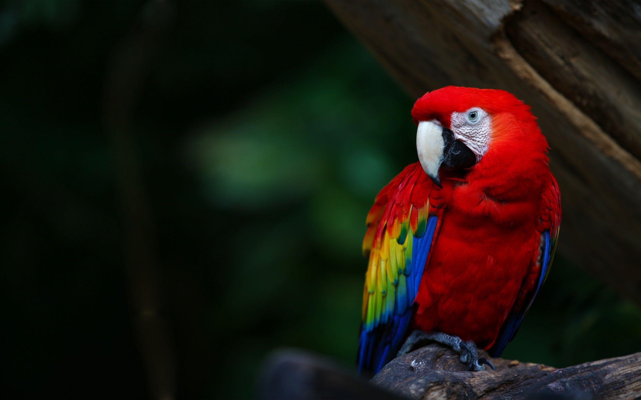 Scarlet Macaw Parrots Wallpapers