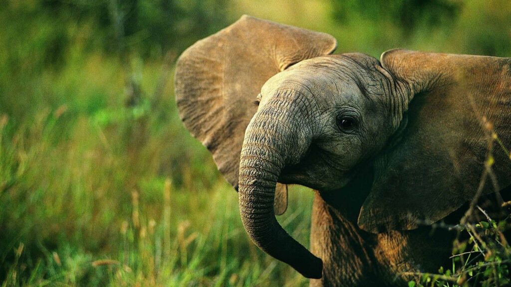 Animals For – Colorful Elephant Wallpapers