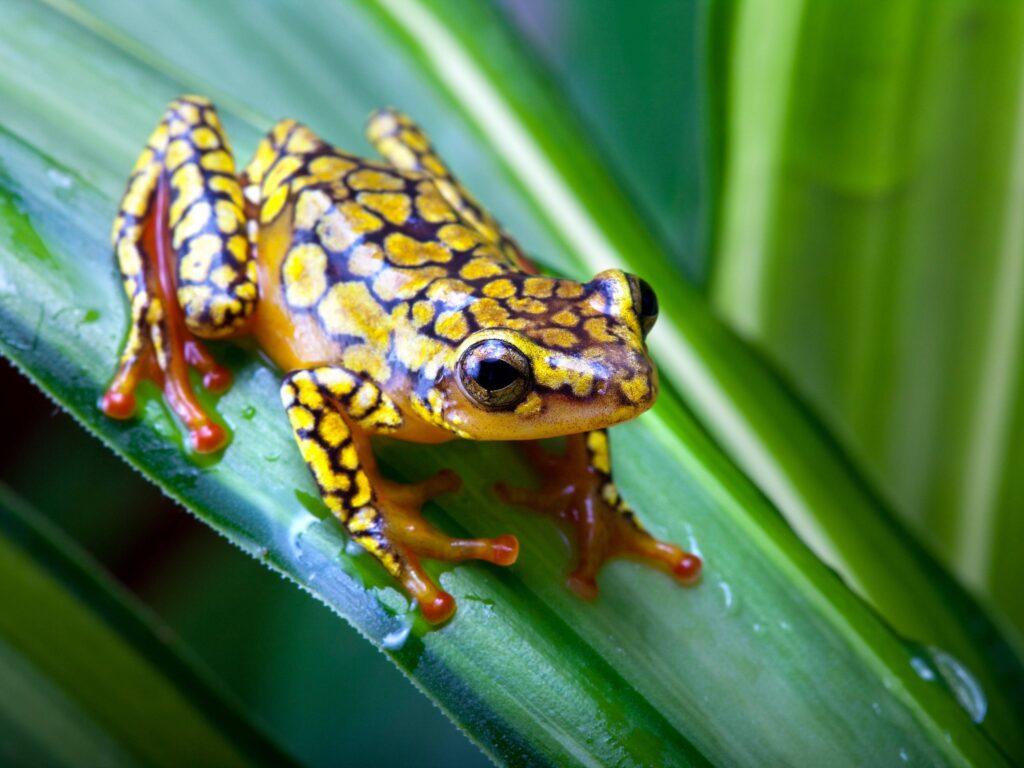 Download Frog Wallpapers 11921 High Resolution