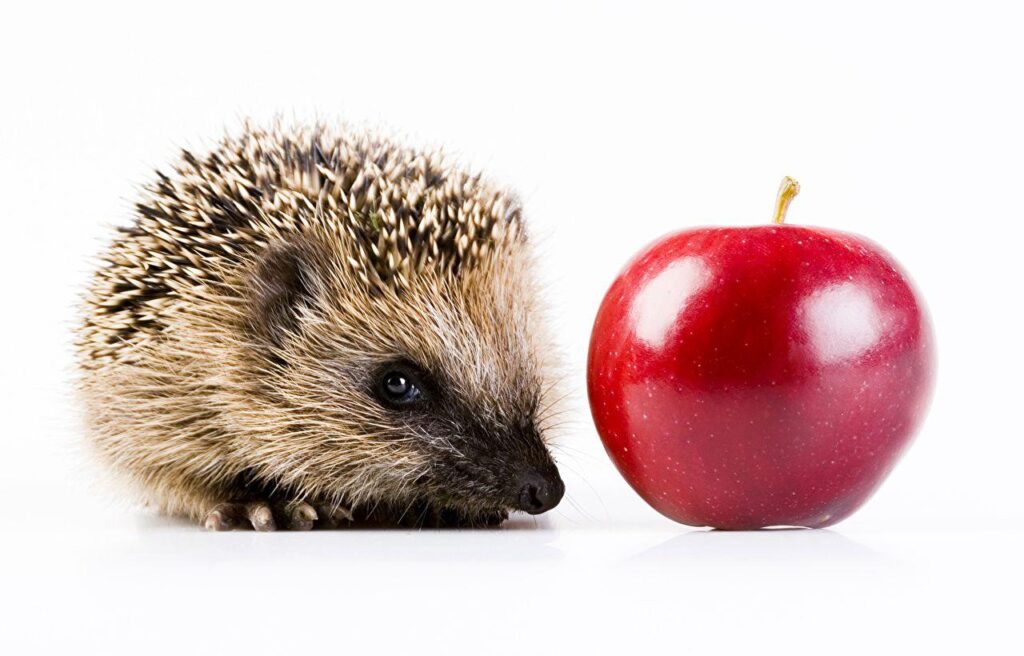 Hedgehogs Red Apples Animals White backgrounds