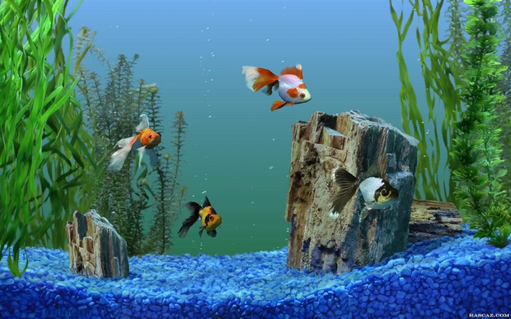 Aquarium fish pictures wallpapers